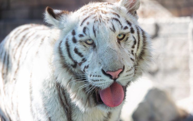 тигр, морда, хищник, язык, белый тигр, tiger, face, predator, language, white tiger