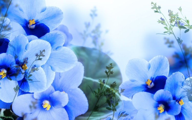 цветы, лепестки, синие, фиалки, flowers, petals, blue, violet