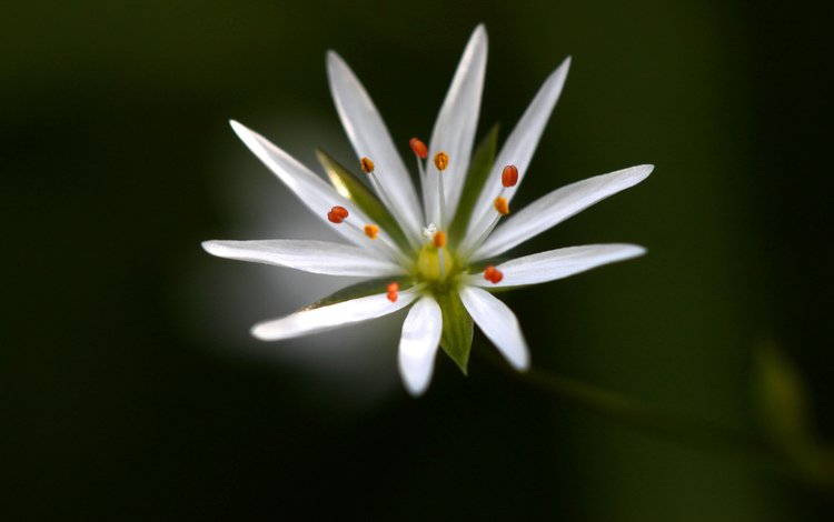 макро, фон, цветок, белый, звездчатка, macro, background, flower, white, stellaria