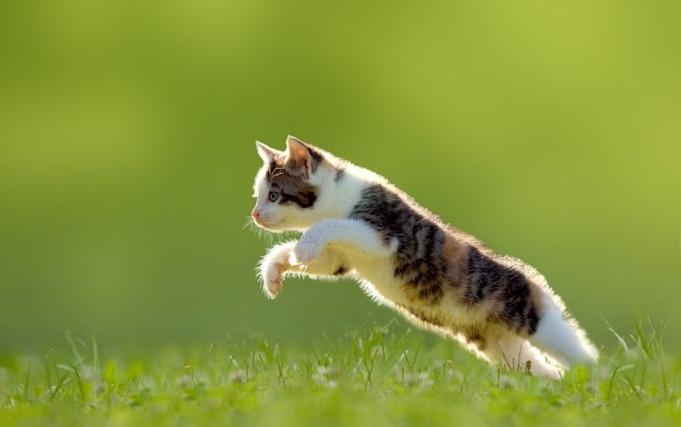 трава, кошка, котенок, прыжок, grass, cat, kitty, jump