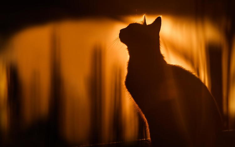 кот, кошка, силуэт, солнечный свет, cat, silhouette, sunlight