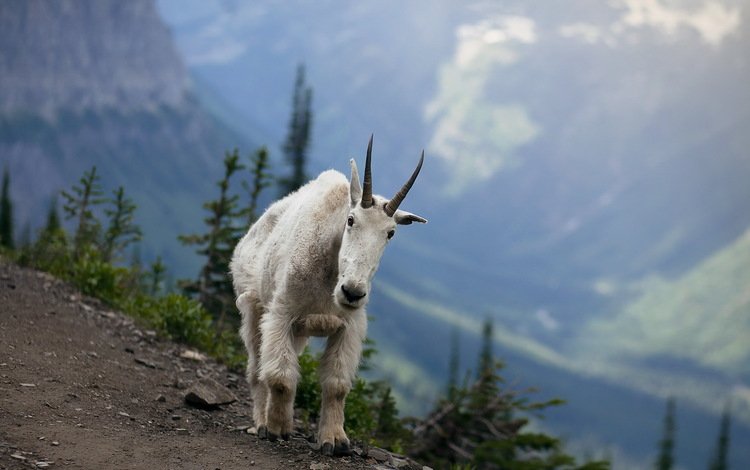 горы, природа, коза, рога, животные парнокопытные, снежная коза, горная коза, mountains, nature, goat, horns, animals artiodactyls, mountain goat
