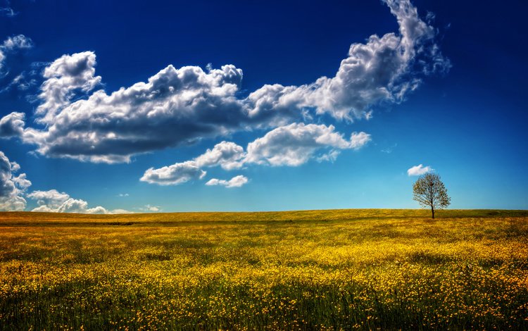 небо, дерево, пейзаж, поле, the sky, tree, landscape, field