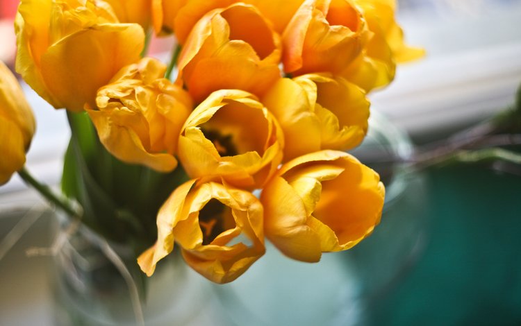 цветы, букет, тюльпаны, желтые, flowers, bouquet, tulips, yellow