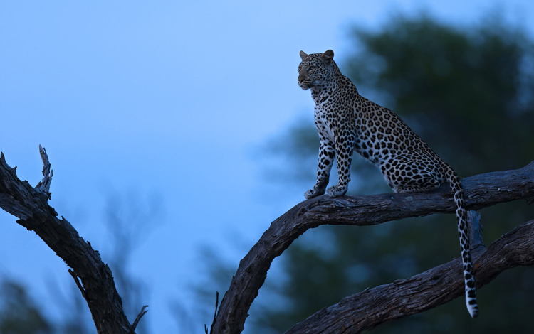 ночь, дерево, леопард, хищник, night, tree, leopard, predator