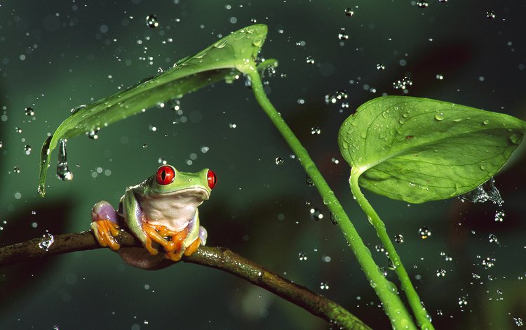 вода, квакша, листья, капли, лягушка, дождь, стебли, красноглазая, древесная лягушка, water, treefrog, leaves, drops, frog, rain, stems, red-eyed, tree frog