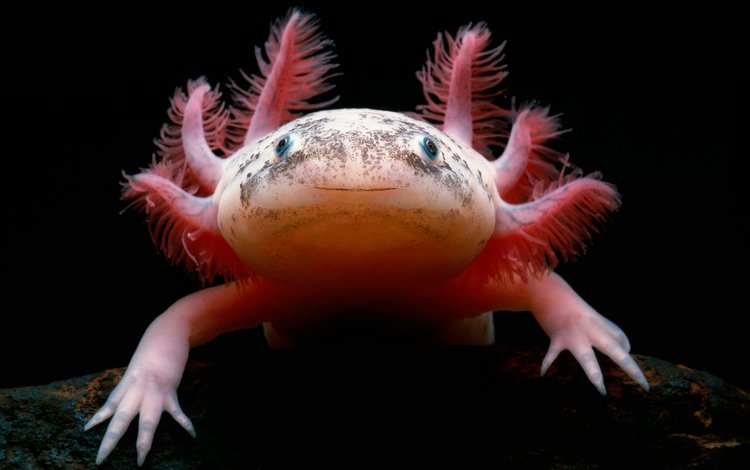 саламандра, мексиканская, аксолотль, амфибия, salamander, mexican, the axolotl, amphibian