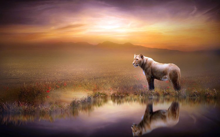 закат, отражение, львица, sunset, reflection, lioness