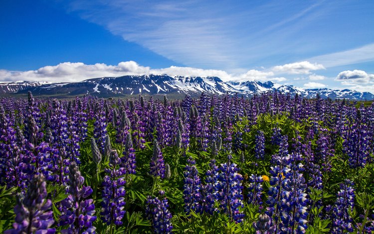 цветы, горы, луг, исландия, flowers, mountains, meadow, iceland
