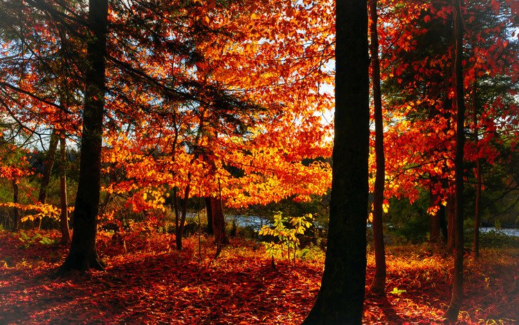 деревья, лес, листья, парк, осень, trees, forest, leaves, park, autumn