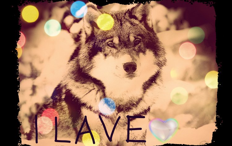 волк, wolf