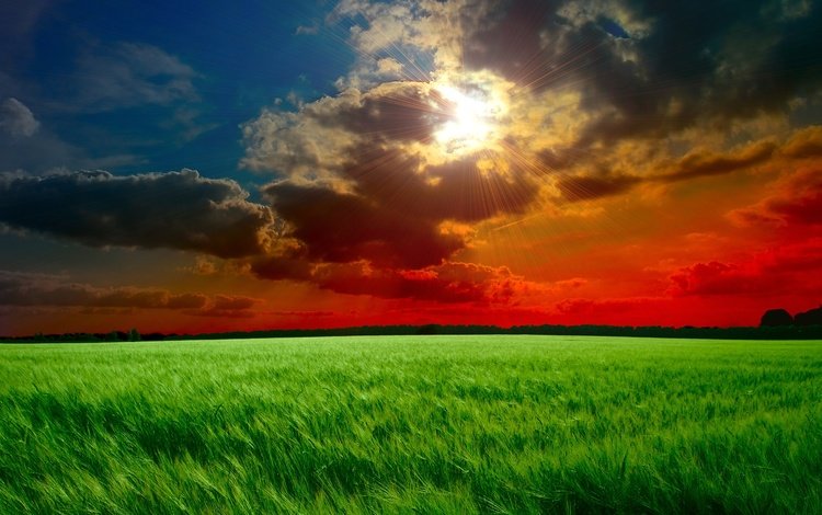 небо, облака, солнце, закат, тучи, лучи, поле, колосья, the sky, clouds, the sun, sunset, rays, field, ears