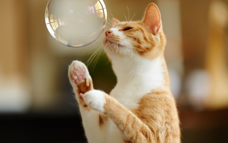 кот, лапы, игра, рыжий, мыльный пузырь, cat, paws, the game, red, bubble