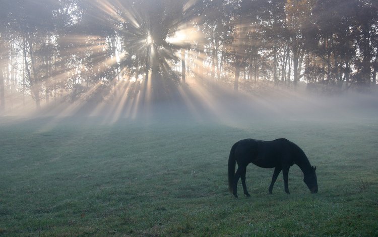 лошадь, утро, поле, конь, солнечные лучи, легкие, horse, morning, field, the sun's rays, light