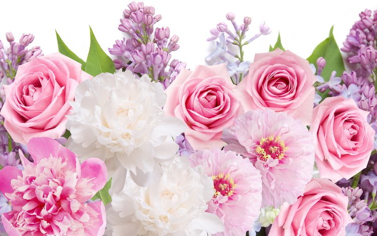 цветы, розы, сирень,  цветы, пионы, роз, lilacs, flowers, roses, lilac, peonies
