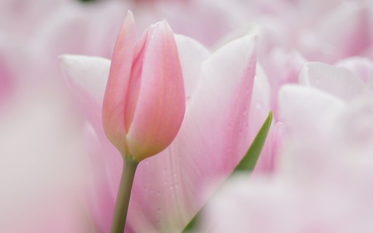 цветы, фокус камеры, тюльпаны, розовые, нежные, flowers, the focus of the camera, tulips, pink, gentle