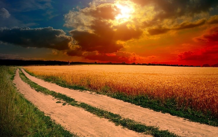 небо, трава, облака, солнце, закат, поле, колосья, the sky, grass, clouds, the sun, sunset, field, ears