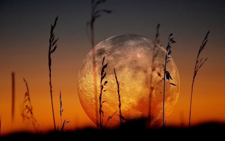 трава, луна, на закате, grass, the moon, at sunset