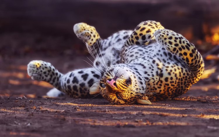 спит, леопард, sleeping, leopard