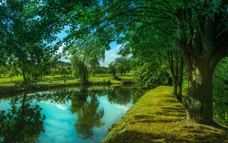 деревья, река, trees, river