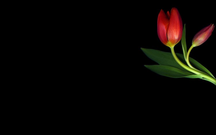 минимализм, черный фон, тюльпаны, minimalism, black background, tulips
