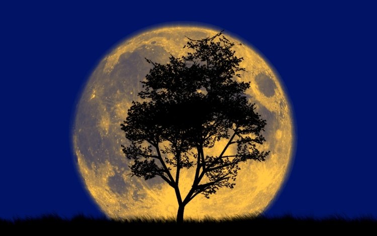 дерево, луна, силуэт, большая, и, tree, the moon, silhouette, large, and