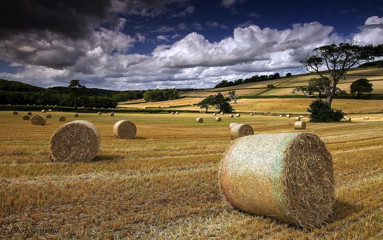небо, поле, сено, тюки, рулоны, the sky, field, hay, bales, rolls