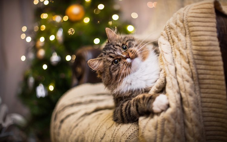 елка, кот, мордочка, кошка, взгляд, блики, праздник, лапка, tree, cat, muzzle, look, glare, holiday, foot