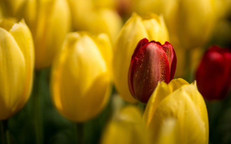 цветы, бутоны, макро, лепестки, весна, тюльпаны, flowers, buds, macro, petals, spring, tulips