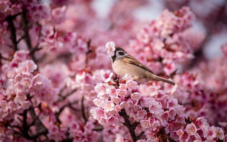 птица, весна, воробей, вишня, птица.воробей, bird, spring, sparrow, cherry, bird.sparrow