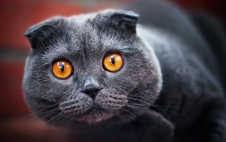 вислоухий, кот.серый, пепельный, fold, cat.grey, ash