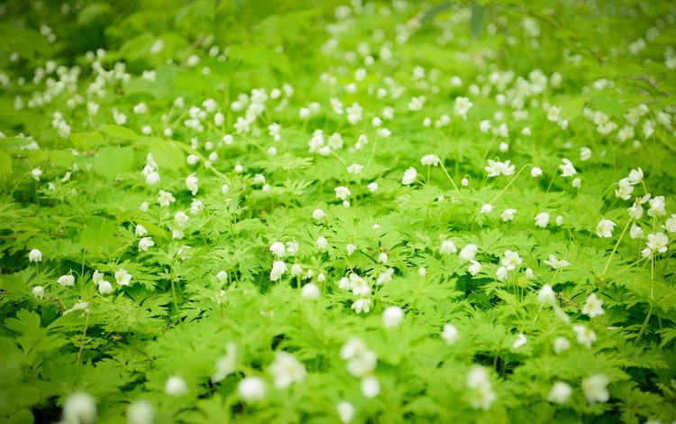 цветы, белые, полевые, flowers, white, field