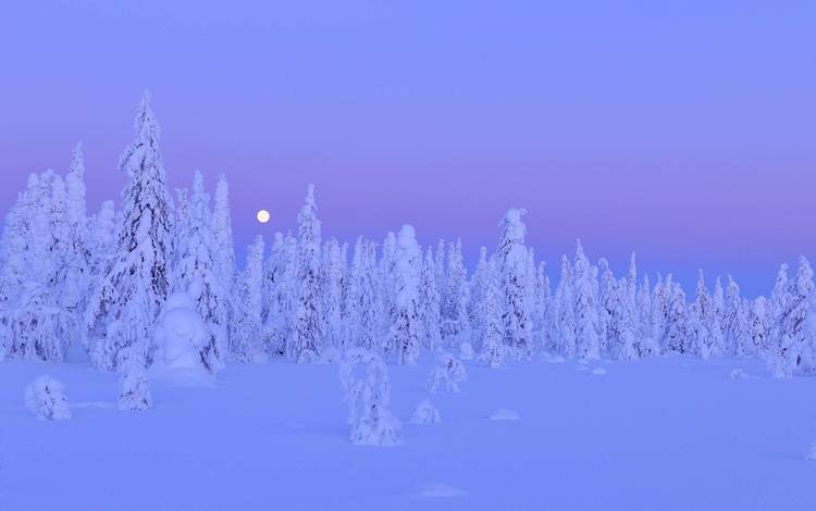 ночь, деревья, снег, зима, night, trees, snow, winter