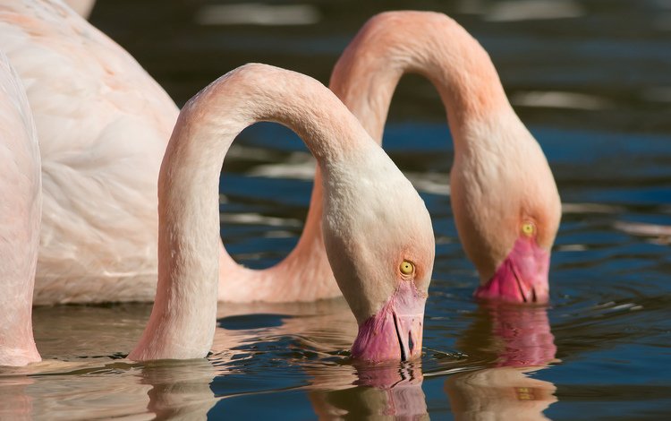 вода, природа, отражение, фламинго, птицы, water, nature, reflection, flamingo, birds