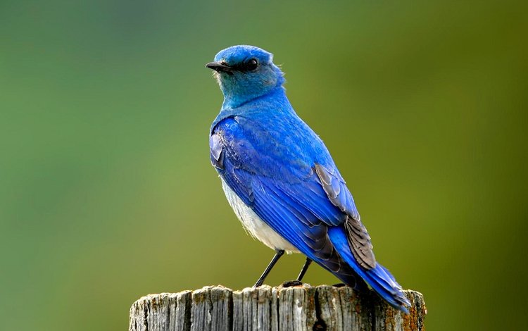 птица, синяя, пенек, bird, blue, stump