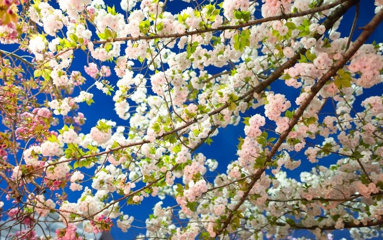 цветение, весна, сакура, flowering, spring, sakura