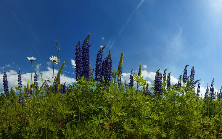 небо, цветы, трава, облака, природа, ромашки, люпины, the sky, flowers, grass, clouds, nature, chamomile, lupins