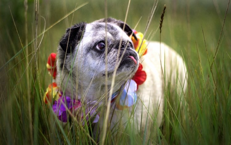 трава, собака, венок, мопс, grass, dog, wreath, pug