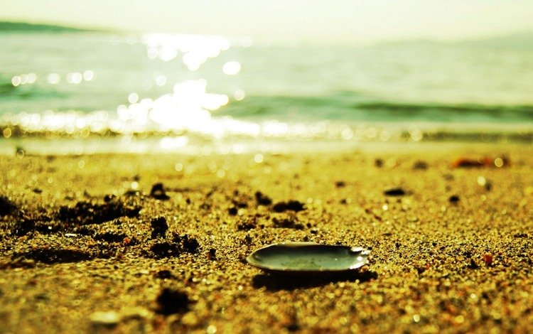 вода, песок, пляж, релакс, ракушка, water, sand, beach, relax, shell