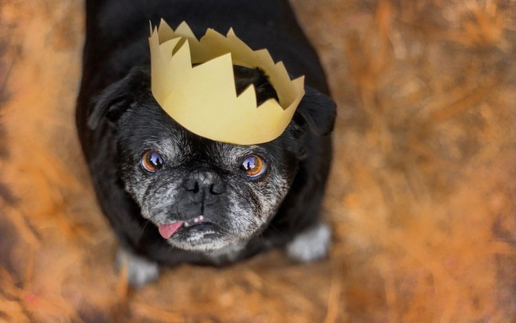 взгляд, собака, друг, корона, мопс, look, dog, each, crown, pug