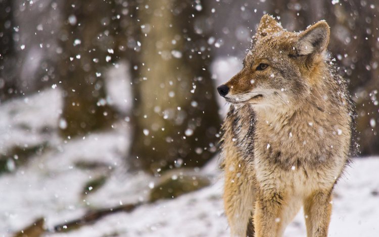 снег, койот, луговой волк, snow, coyote, meadow wolf
