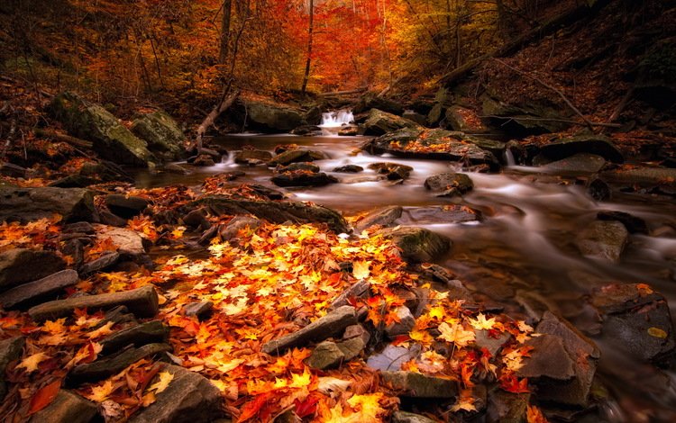 река, лес, осень, river, forest, autumn