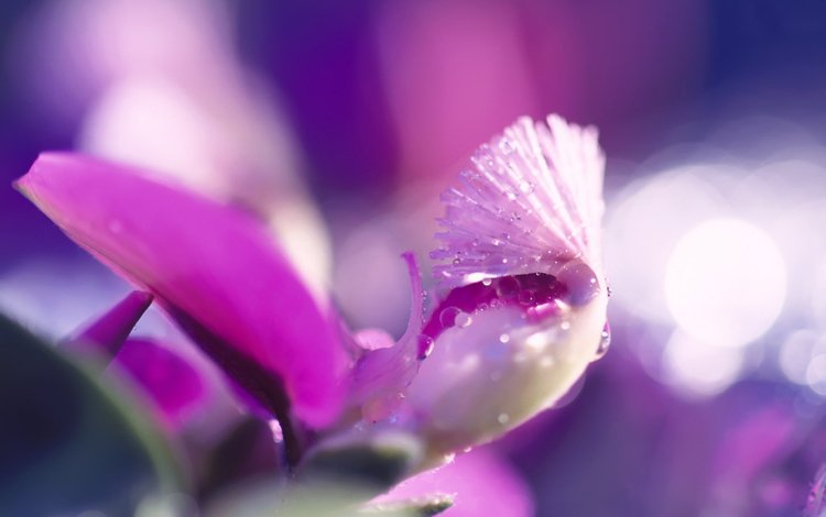 цветок, розовый, капли воды, flower, pink, water drops