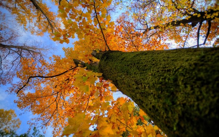 дерево, осень, ствол, крона, tree, autumn, trunk, crown