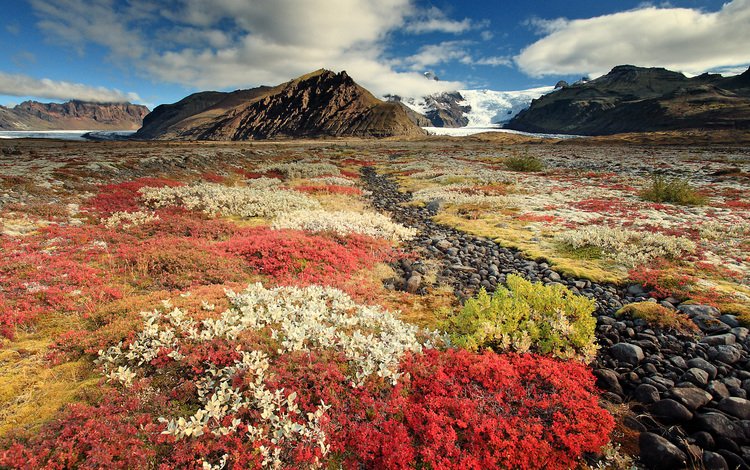 небо, цветы, горы, исландия, the sky, flowers, mountains, iceland