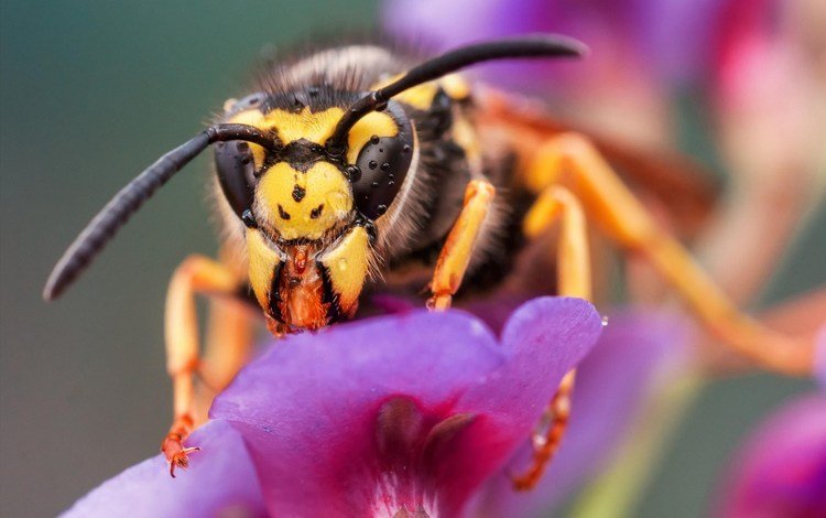 макро, насекомое, цветок, пчела, оса, macro, insect, flower, bee, osa