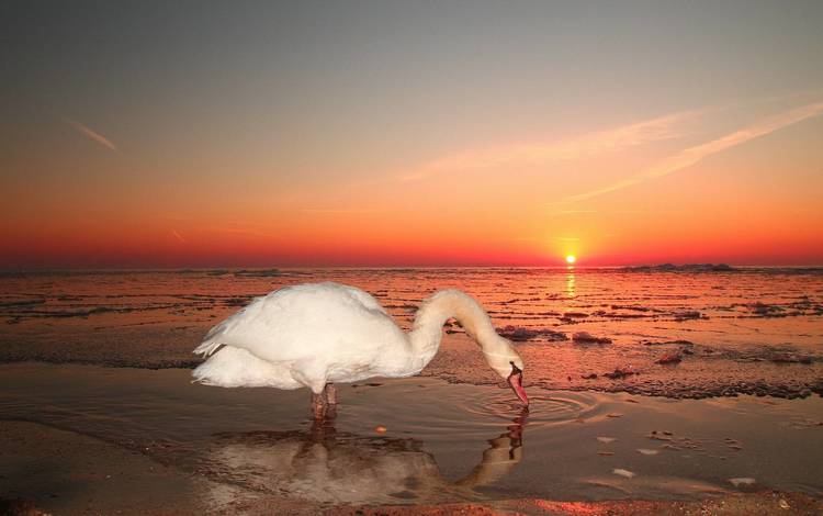 закат, море, птица, лебедь, sunset, sea, bird, swan