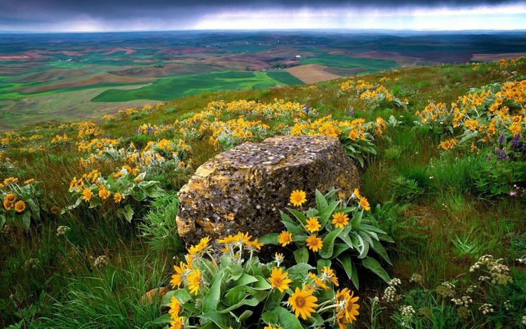 цветы, трава, природа, склон, камень, долина, flowers, grass, nature, slope, stone, valley