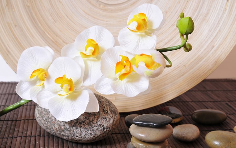 белая, орхидея, камешки, white, orchid, pebbles