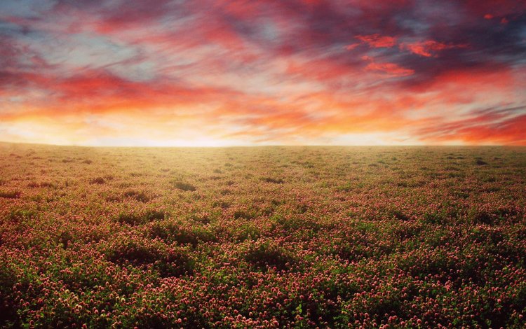 небо, цветы, закат, поле, the sky, flowers, sunset, field